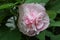 Three times color change flower `Cotton rosemallow`Â 